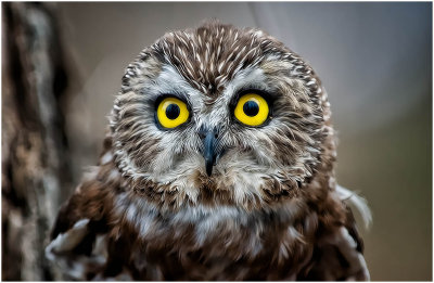 Northern Saw-whet Owl