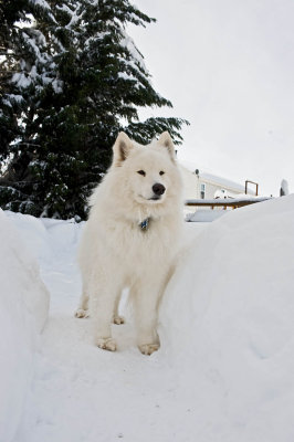 Nikon, Snow Dog