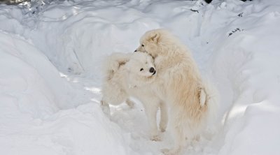 Playing in the Snow