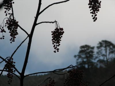 IMG_1110.JPG
