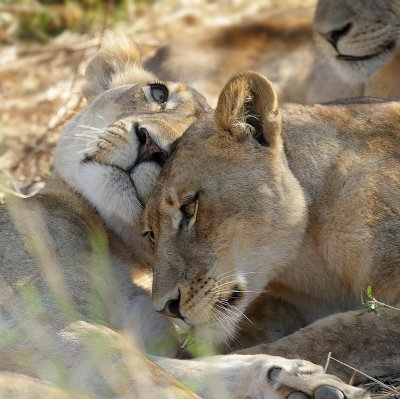 lions at rest3.jpg