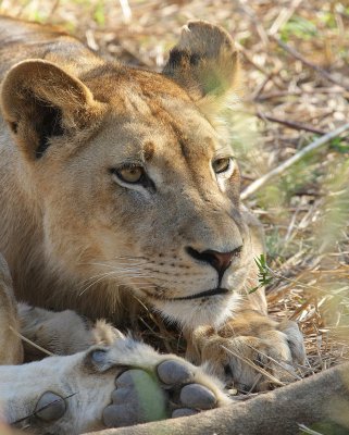 lions at rest9.jpg