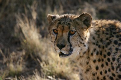 Day 14 Cheetahs