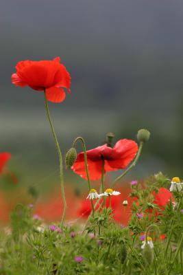 Red Poppies, West Yorkshire