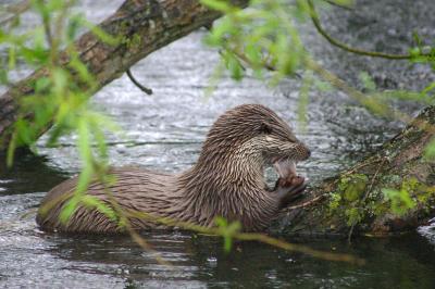 Otters at Norfolk Otter Reserve