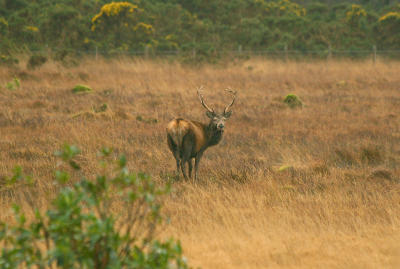red deer stag
