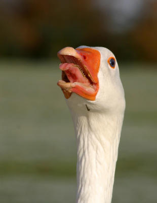 agressive goose