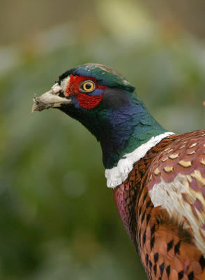 pheasant