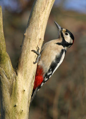 greater spotted woodpecker