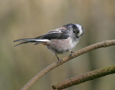 Long tailed tit