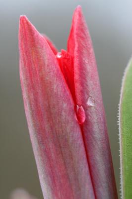 Minature Tulip