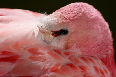 A day out at Slimbridge Wetland reserve  - UK