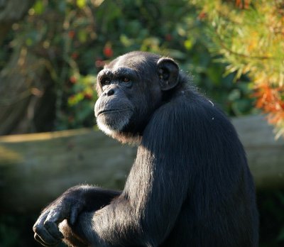 Chimp, deep in thought