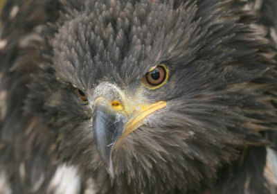 Young Bald Eagle