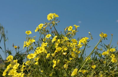 Around the Island of Malta