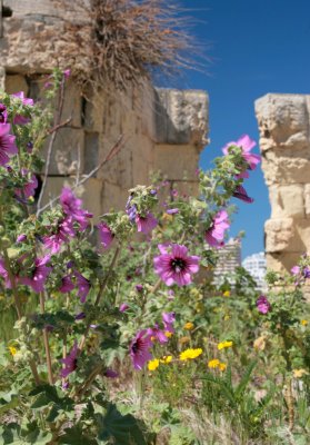 Around the Island of Malta