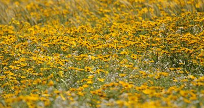 Around the Island of Malta