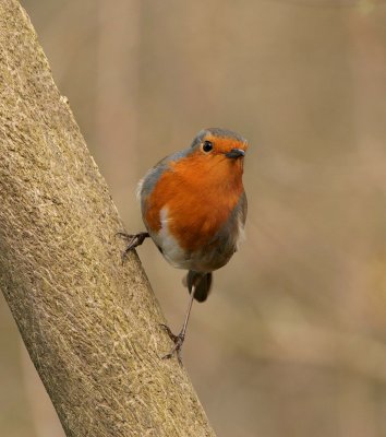 robin