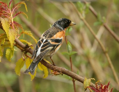 Brambling