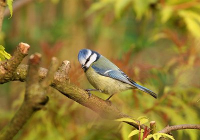 Blue tit