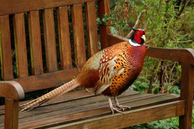 Pheasant