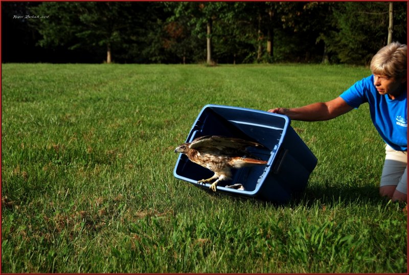 Red Tailed Hawk Free again