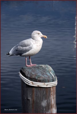 Seagull on weathered  piling .