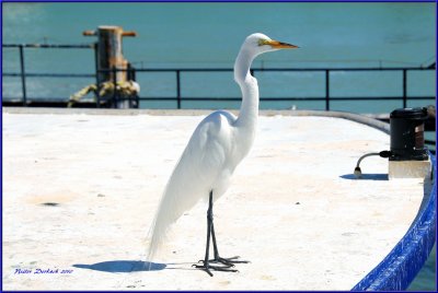 Great Egret standing tall on the ship deck as if he was in command ,a captains hat would have made it official.