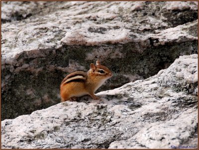 The friendly Chipmunk at Table Rock