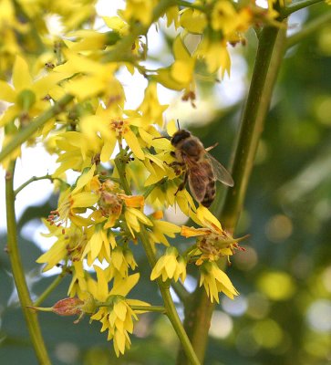 honey bee on bloom.jpg