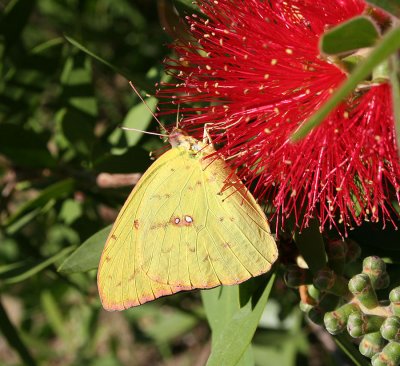 yellow butterfly.jpg