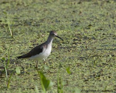 Sandpiper, Solitary