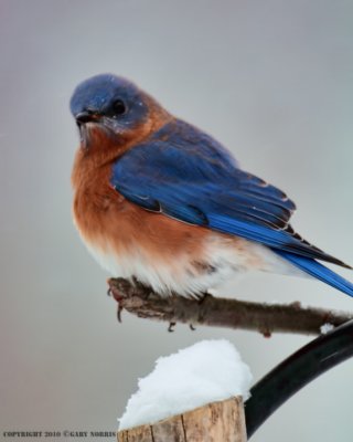 Bluebird, Eastern