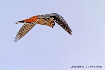 Kestrel, American