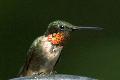 Hummingbird, Ruby-throated  -- Male