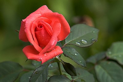IMG_2597.jpg