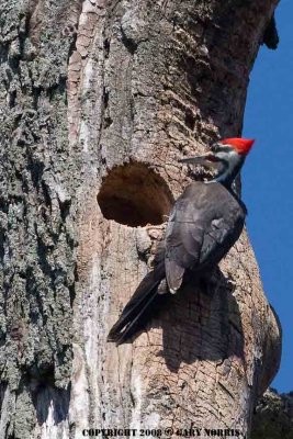 Woodpecker, Pileated