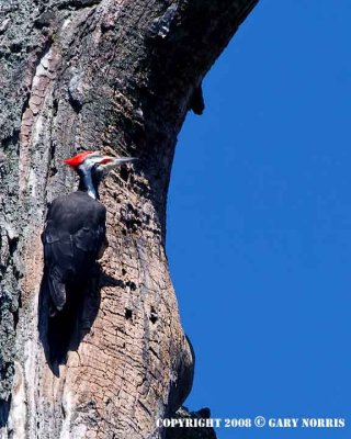 Woodpecker, Pileated