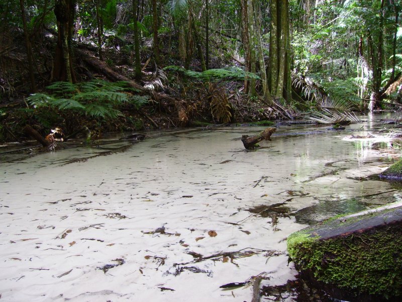 riu a Fraser Island, laigua s taaan clara q costa veure!