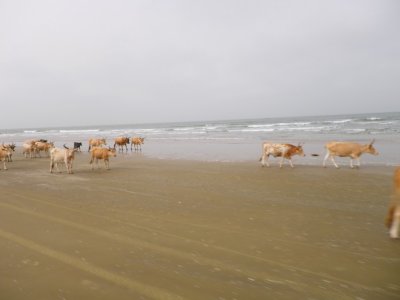 i les vaques sn les reines de la platja