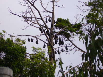 tot un bosc de rat-penats