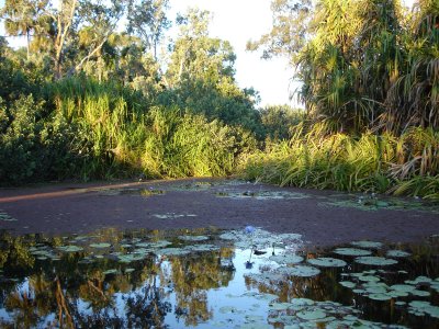 a Palmetum: jard botnic de palmeres a Townsville, precis i ni una nima... igualet q la Ciutadella!