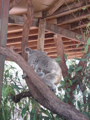 una koala amb el baby