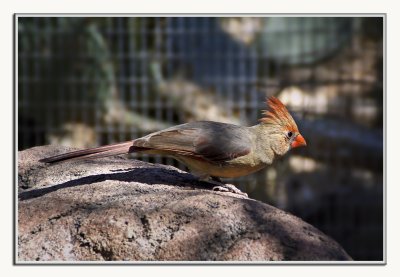 Desert Museum