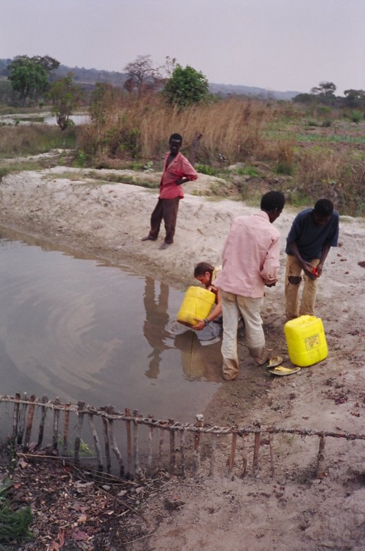 Stocking tilapia