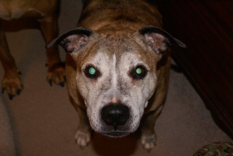 Pit Bull