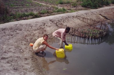 Stocking tilapia