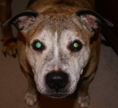 Pit Bull, up close.  Scary?