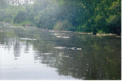 Flotilla 1 - American alligators in the Okefenokee, Georgia, USA