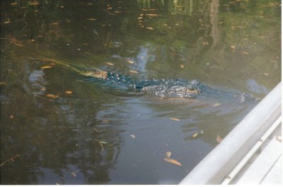 American alligator, Okefenokee, Georgia, USA